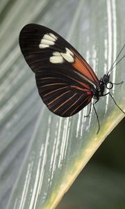 Preview wallpaper butterfly, leaf, insect, macro