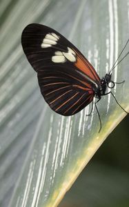Preview wallpaper butterfly, leaf, insect, macro