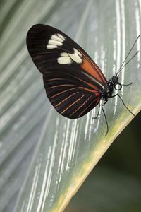 Preview wallpaper butterfly, leaf, insect, macro