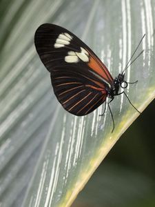 Preview wallpaper butterfly, leaf, insect, macro