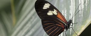 Preview wallpaper butterfly, leaf, insect, macro