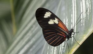 Preview wallpaper butterfly, leaf, insect, macro