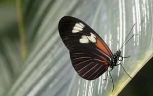 Preview wallpaper butterfly, leaf, insect, macro