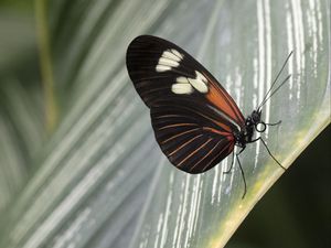 Preview wallpaper butterfly, leaf, insect, macro