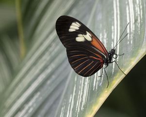 Preview wallpaper butterfly, leaf, insect, macro