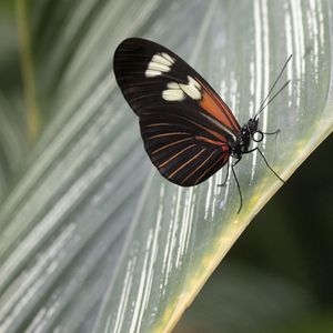 Preview wallpaper butterfly, leaf, insect, macro