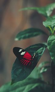 Preview wallpaper butterfly, leaf, macro, red