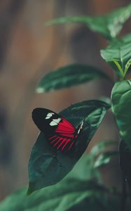 Preview wallpaper butterfly, leaf, macro, red