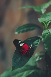 Preview wallpaper butterfly, leaf, macro, red