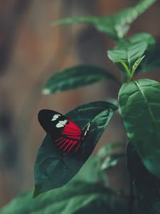 Preview wallpaper butterfly, leaf, macro, red