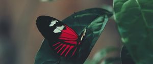 Preview wallpaper butterfly, leaf, macro, red