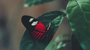 Preview wallpaper butterfly, leaf, macro, red