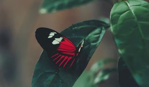 Preview wallpaper butterfly, leaf, macro, red