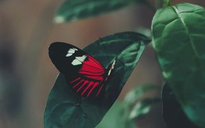 Preview wallpaper butterfly, leaf, macro, red