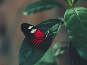 Preview wallpaper butterfly, leaf, macro, red