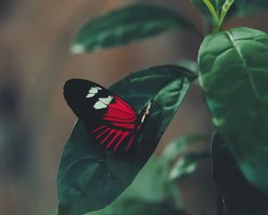 Preview wallpaper butterfly, leaf, macro, red