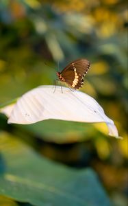 Preview wallpaper butterfly, leaf, macro, blur