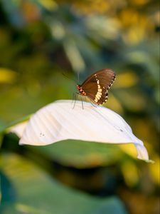 Preview wallpaper butterfly, leaf, macro, blur