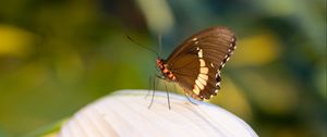 Preview wallpaper butterfly, leaf, macro, blur