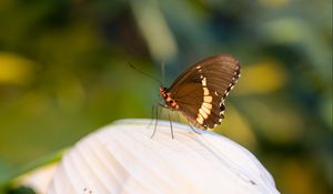 Preview wallpaper butterfly, leaf, macro, blur