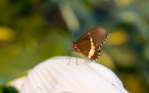 Preview wallpaper butterfly, leaf, macro, blur