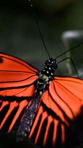 Preview wallpaper butterfly, leaf, wings, pattern