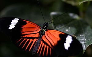 Preview wallpaper butterfly, leaf, wings, pattern