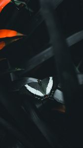 Preview wallpaper butterfly, leaves, flower, dark