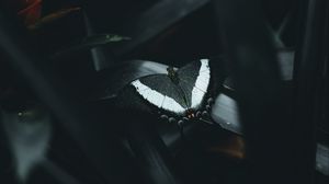 Preview wallpaper butterfly, leaves, flower, dark