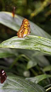 Preview wallpaper butterfly, leaves, forest, insect, macro
