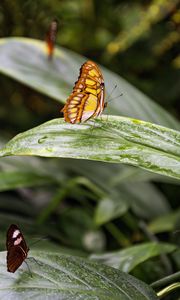 Preview wallpaper butterfly, leaves, forest, insect, macro