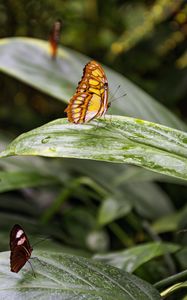 Preview wallpaper butterfly, leaves, forest, insect, macro
