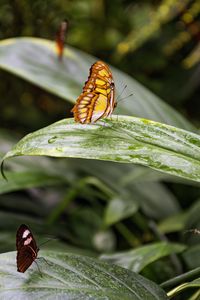 Preview wallpaper butterfly, leaves, forest, insect, macro