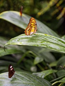 Preview wallpaper butterfly, leaves, forest, insect, macro