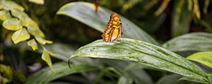 Preview wallpaper butterfly, leaves, forest, insect, macro