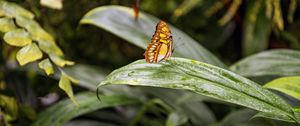 Preview wallpaper butterfly, leaves, forest, insect, macro