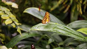 Preview wallpaper butterfly, leaves, forest, insect, macro