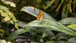 Preview wallpaper butterfly, leaves, forest, insect, macro