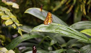 Preview wallpaper butterfly, leaves, forest, insect, macro