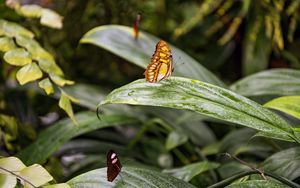 Preview wallpaper butterfly, leaves, forest, insect, macro