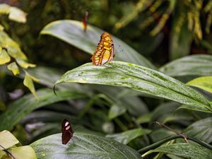 Preview wallpaper butterfly, leaves, forest, insect, macro