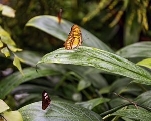 Preview wallpaper butterfly, leaves, forest, insect, macro