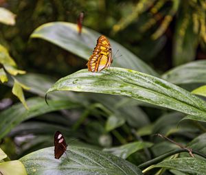 Preview wallpaper butterfly, leaves, forest, insect, macro