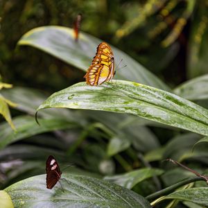 Preview wallpaper butterfly, leaves, forest, insect, macro