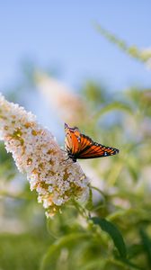 Preview wallpaper butterfly, leaves, grass, patterns, insect