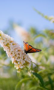 Preview wallpaper butterfly, leaves, grass, patterns, insect