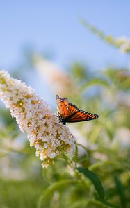 Preview wallpaper butterfly, leaves, grass, patterns, insect