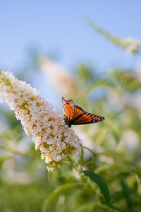 Preview wallpaper butterfly, leaves, grass, patterns, insect