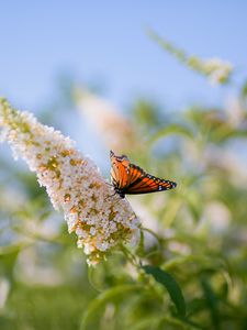 Preview wallpaper butterfly, leaves, grass, patterns, insect