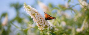 Preview wallpaper butterfly, leaves, grass, patterns, insect